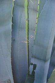 Aloe Vera von Theo van Woerden