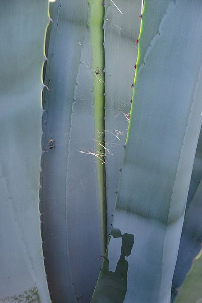 Aloe Vera by Theo van Woerden