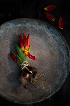 tulp rood stilleven van gj heinhuis