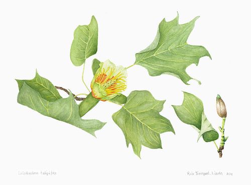 Tulpenboom, Liriodendron tulipifera van Ria Trompert- Nauta