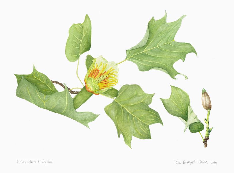 Tulpenbaum, Liriodendron tulipifera von Ria Trompert