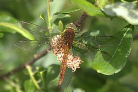 Libelle by Anke Winters