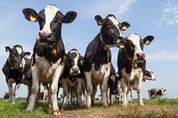 Cows