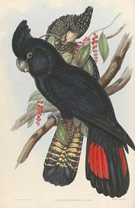 Dangling Redstart Cockatoo noir, John Gould sur Teylers Museum