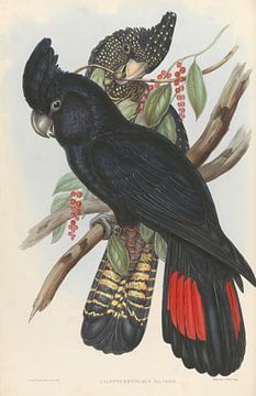 Dangling redstart black cockatoo, John Gould by Teylers Museum