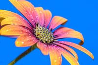 Raindrops