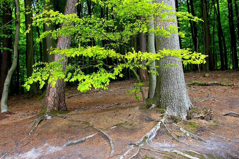 May green by Ostsee Bilder