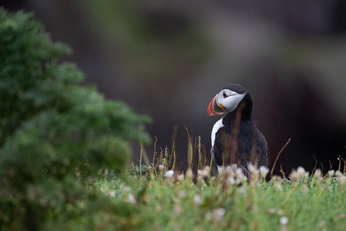 Atlantic puffin in its natural habitat