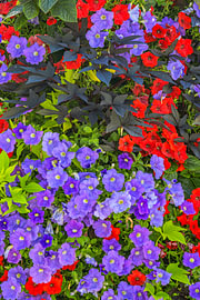 A summer display of flowers by Photoart-Naegele