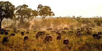 Kaapse buffels van Rob Smit