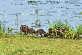 Famille raton laveur sur Karin Jähne