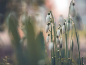 Blumen Teil 240