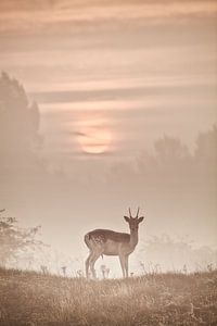 Damhert tijdens zonsopkomst van Halma Fotografie