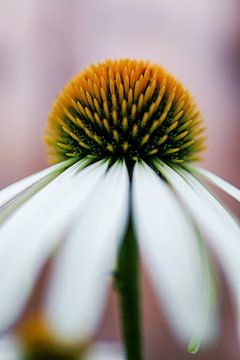 Echinacea van Annemarie Veldman