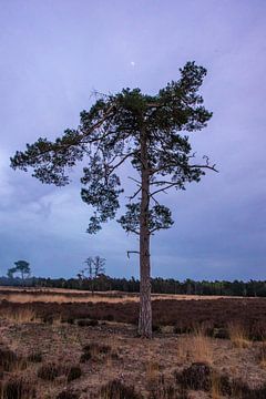 Tree Evening Drunense Duinen by Zwoele Plaatjes