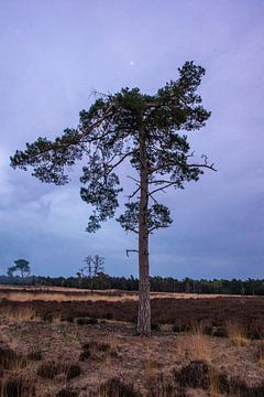 Arbre du soir Drunense Duinen sur Zwoele Plaatjes