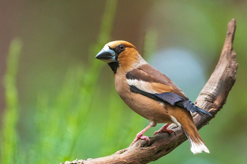 Appelvink van Merijn Loch