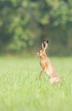 Hare in the floodplain by Danny Slijfer Natuurfotografie