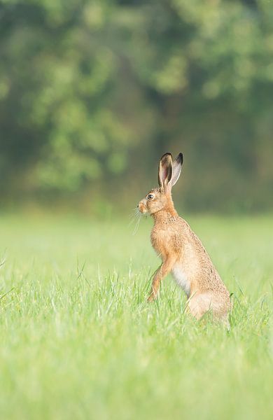 Hase im Überschwemmungsgebiet von Danny Slijfer Natuurfotografie