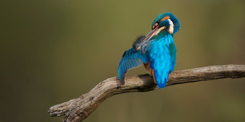 Kingfisher - Time to brush, male grooms his plumage. by Kingfisher.photo - Corné van Oosterhout