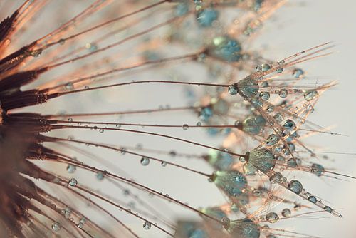 Druppeltjes in het warme "gouden" licht met turqouise