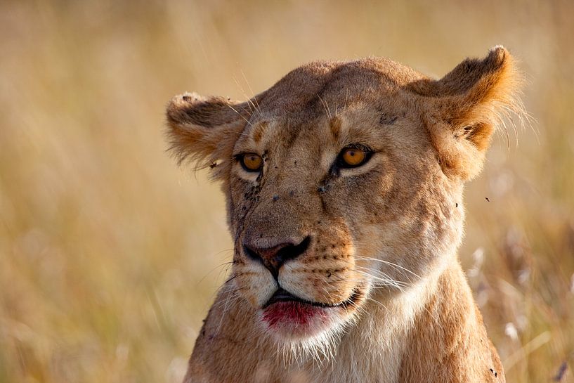 Bloody Lioness by Peter Michel