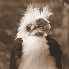 Weißschopf-Nashornvogel in Sepia von Jose Lok