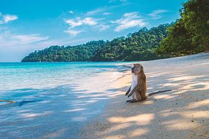 Affe genießt die Aussicht am Strand sur Felix Brönnimann