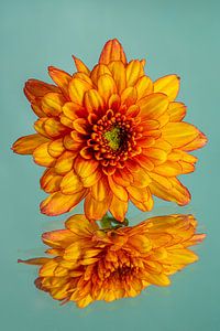 Türkis mit einer gelb-orangenen Chrysantheme