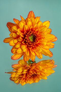 Turquoise met een geel oranje Chrysant van Marjolijn van den Berg