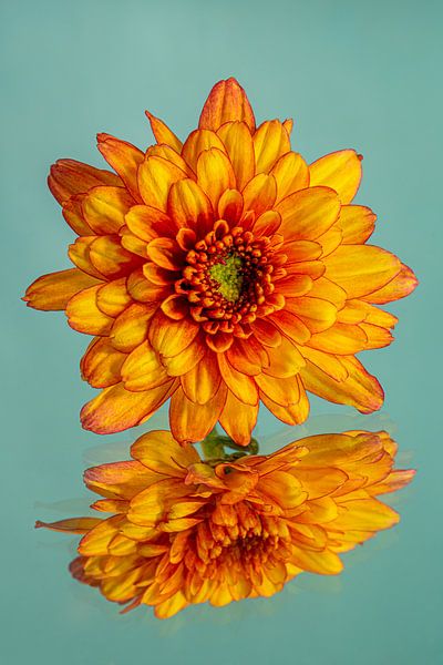 Turquoise with a yellow-orange Chrysanthemum by Marjolijn van den Berg