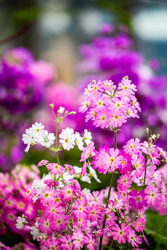 Floral Poetry in Pink and Purple