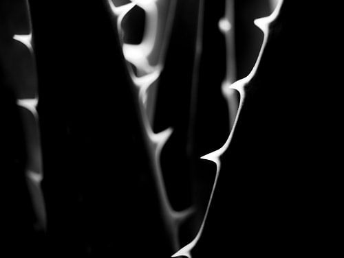 Abstracte Fotografie Close Up Aloë Vera