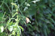 De dag van de vlinder von Fabiën Bayarslan Miniaturansicht
