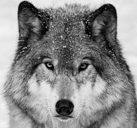 Wolf Portret