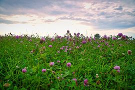 Clover flowers in a meadow. Meadow of flowers in green and pink. by Martin Köbsch