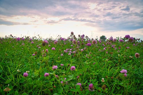 Clover flowers in a meadow. Meadow of flowers in green and pink.
