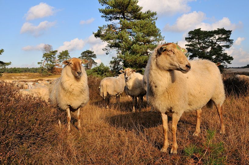 Schafe in der Heide von Ivonne Wierink