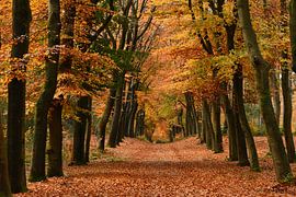 The autumn colours in an old beech-lined avenue by Paul van Gaalen, natuurfotograaf