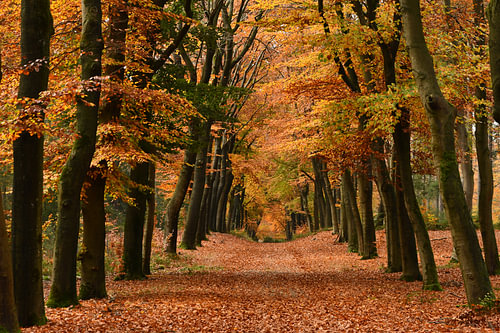 De herfstkleuren in een oude beukenlaan