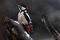 Great Spotted Woodpecker in winter atmosphere