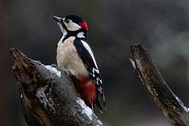 Grote Bonte Specht in winterse sferen van Rob Jansen
