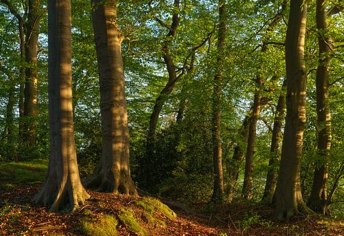 Zonsopkomst Sterrenbos - Vosbergen - Eelde - Drenthe (Nederland)
