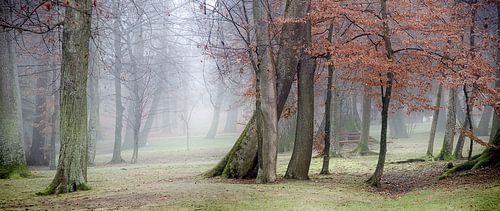 Fog in a spa park