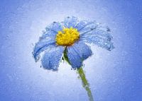 Daisy with drops on a blue background (painting version)