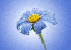 Gänseblümchen mit Tropfen auf blauem Hintergrund (Gemäldeversion)