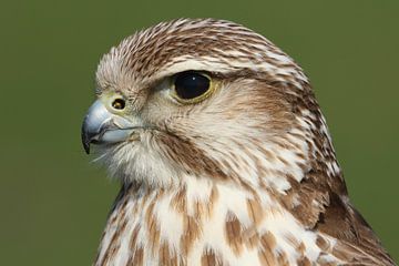 Sakervalk (Falco cherrug) van Ronald Pol