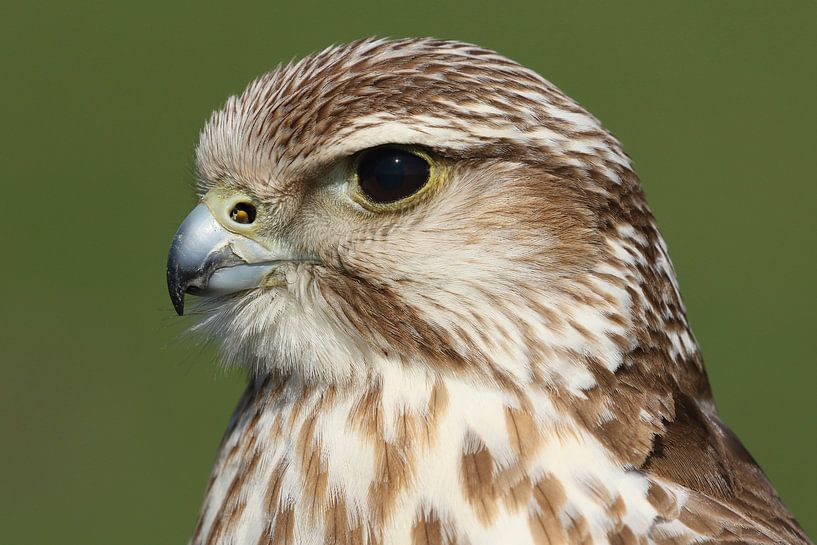 Sakervalk (Falco cherrug) van Ronald Pol