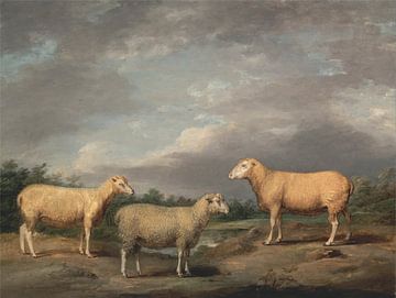 Drei Schafe, James Ward