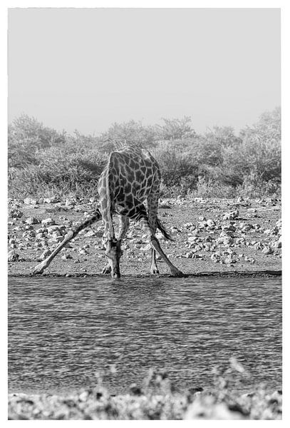 Girafe en train de boire par Patricia Hofmeester